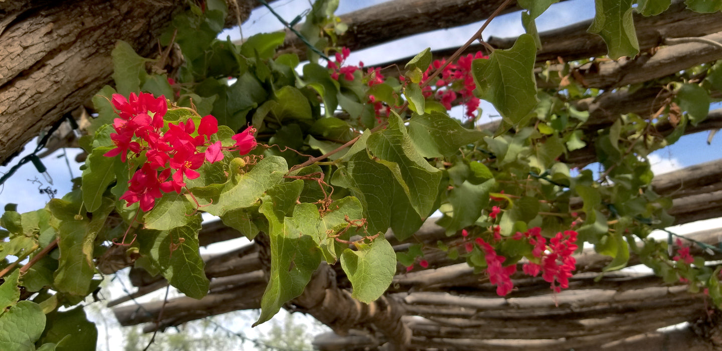 Vines - Queen's Wreath