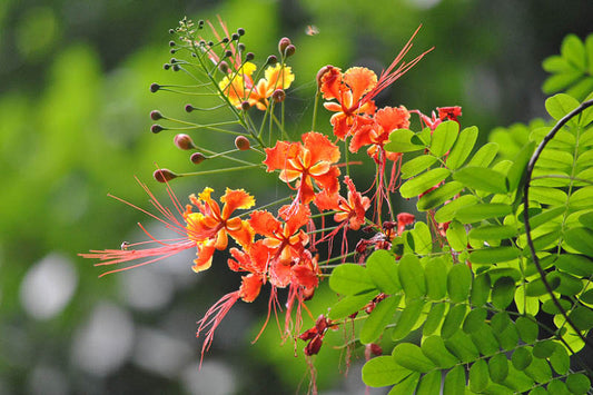 Shrubs - Bird of paradise (Red)