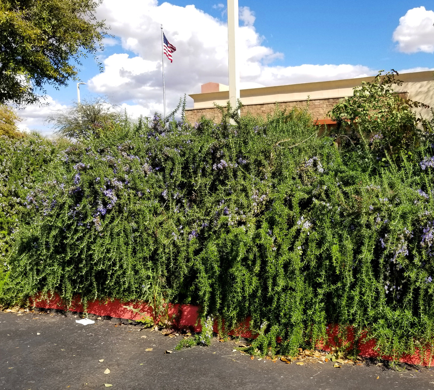 Shrubs - Rosemary