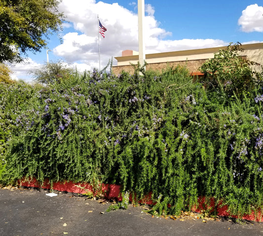 Shrubs - Rosemary