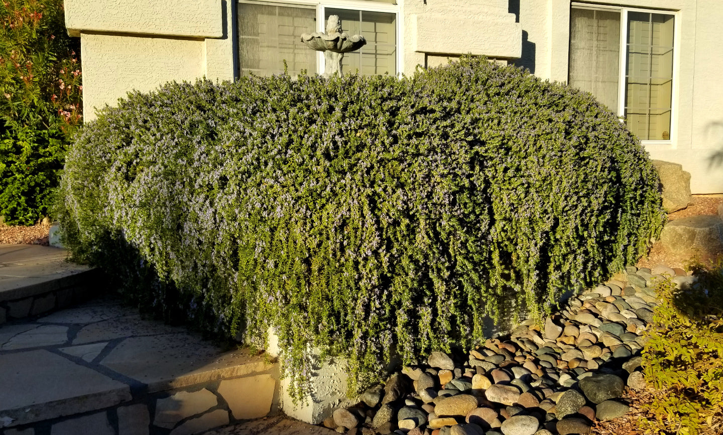 Shrubs - Rosemary