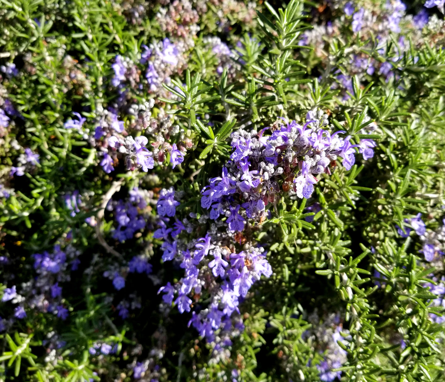 Shrubs - Rosemary