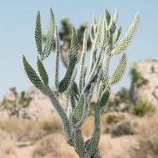 Cactus - Prickly Pear (Snow)