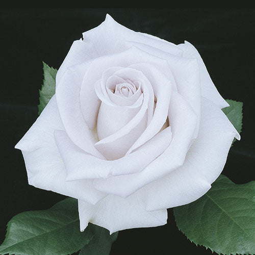 Roses - Stainless Steel