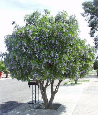 Shade - Texas Mountain Laurel