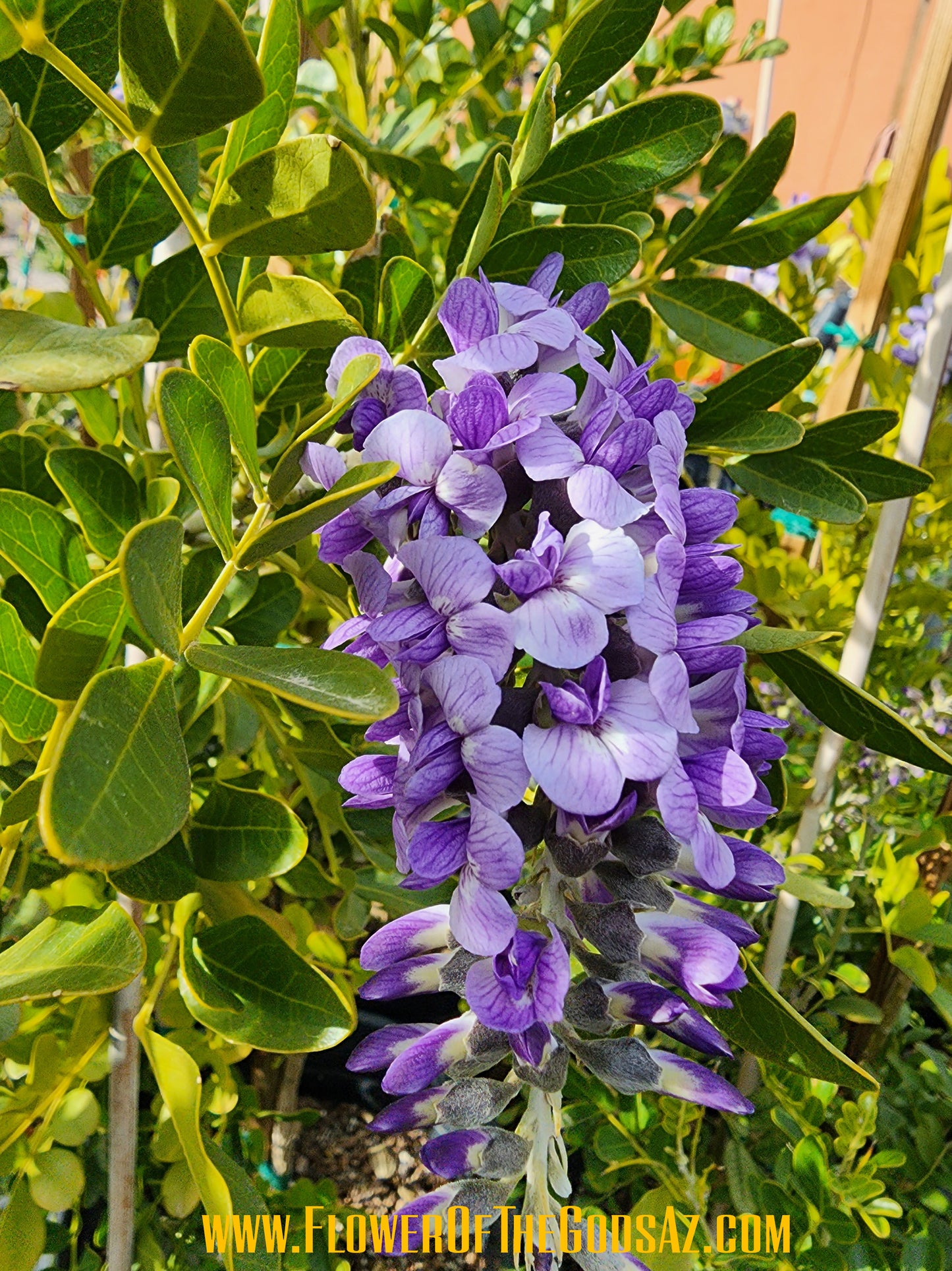 Shade - Texas Mountain Laurel