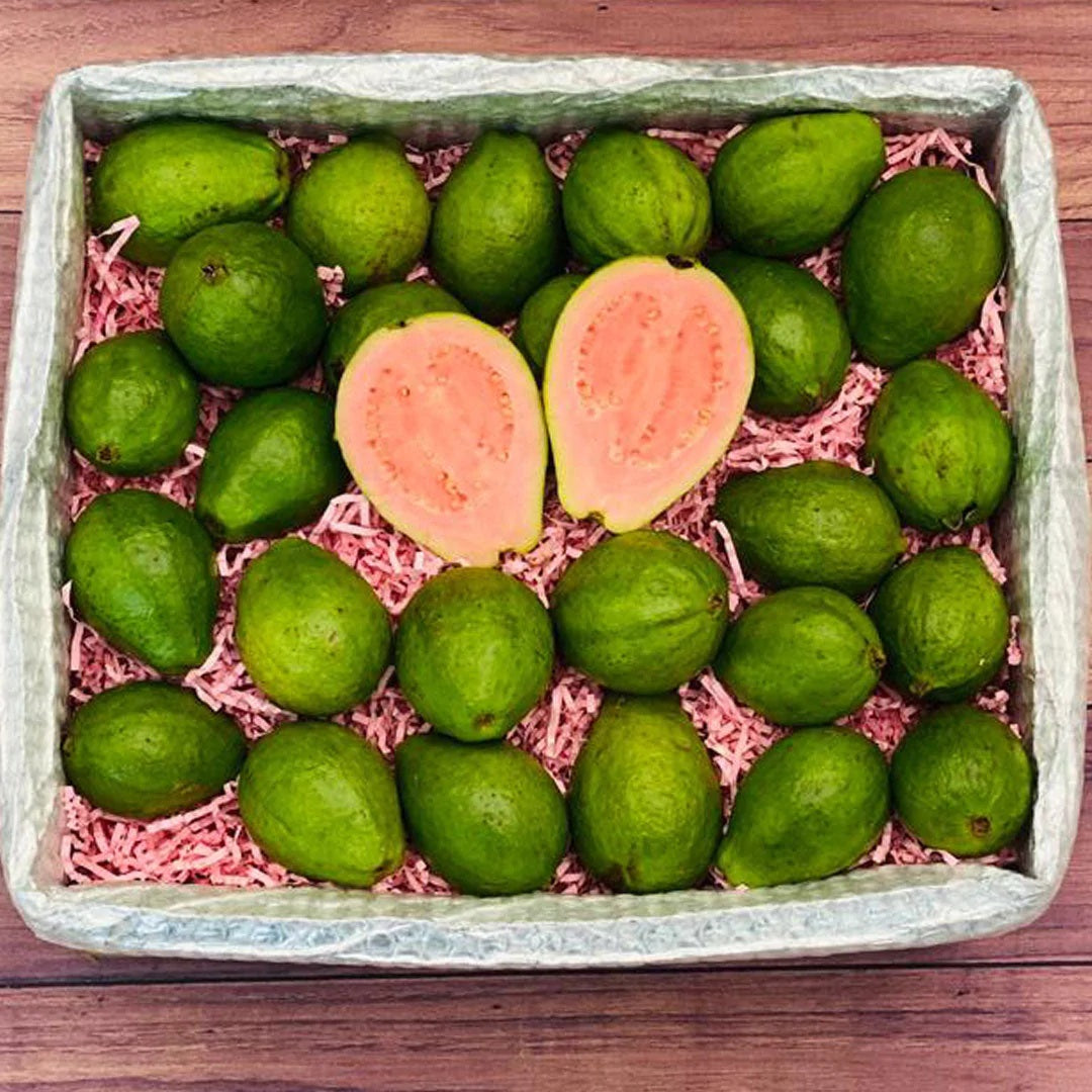 Tropical - Guava
