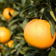 Citrus - Orange - Trovita