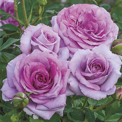 Roses - Violet's Pride