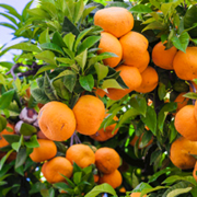 Citrus - Tangerine - W Murcott
