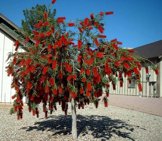 Shade - Weeping Bottlebrush