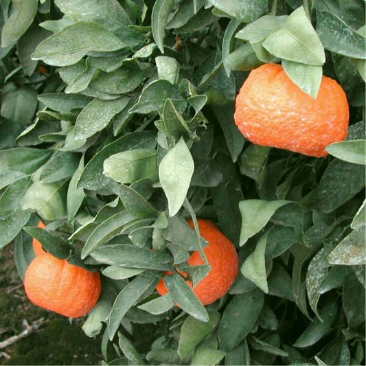Citrus - Mandarin - Golden Nugget