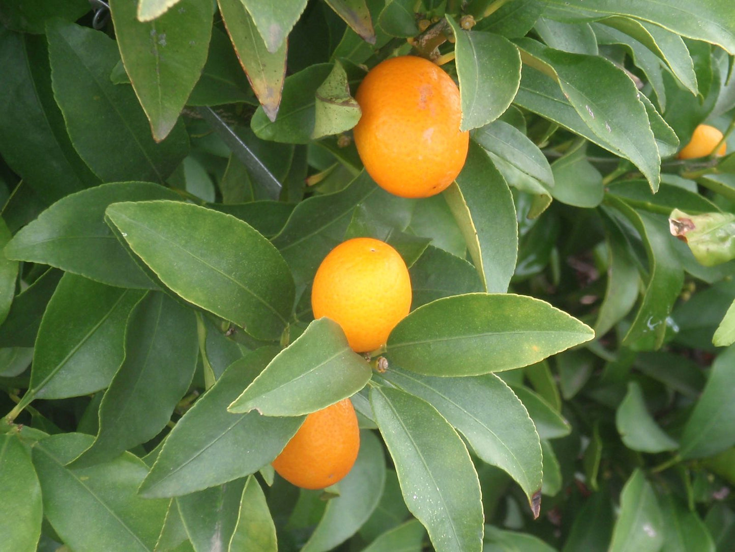 Citrus - Kumquat - Meiwa