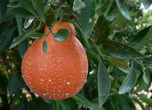 Citrus - Tangelo - Minneola