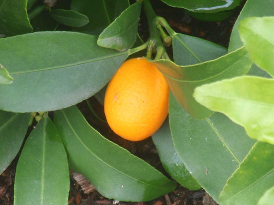 Citrus - Kumquat - Nagami