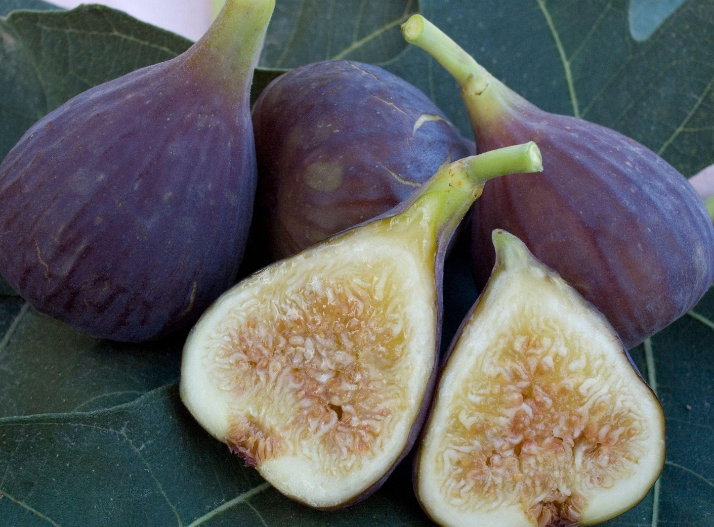 Figs - Osborne Prolific