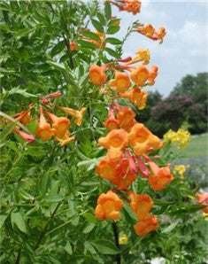 Shrubs - Tecoma Orange Jubilee